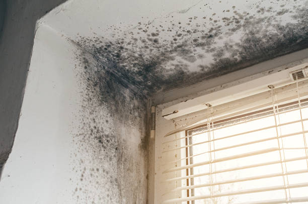 Affordable Mold Removal solutions in McHenry, IL