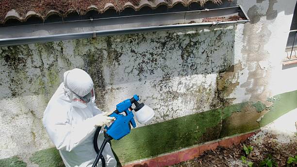Top rated local Mold Removal specialists in McHenry, IL